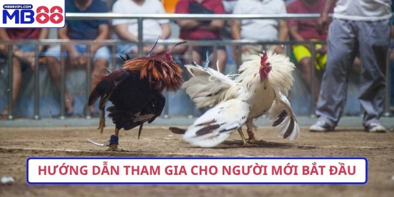 Đá Gà MB88 – Sảnh Cược Kịch Tính Cho Người Chơi Việt